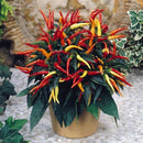 Egrow 100Pcs/Pack Pepper Seeds Hot Chilli Pepper Capsicum Vegetable Bonsai Plants for Home And Garden