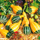 Egrow 10Pcs/Bag Pumpkin Seeds NON-GMO Edible Rare Chinese Rainbow Bulb Vegetable Fruit Bonsai Seeds