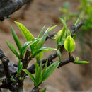 Egrow 30 Pcs/Pack Pu'er Tea Seeds Pu Erh Tea Tree Plant Chinese Pu'er Tea Tree