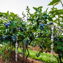 Bird Scare Rods Effective Hanging Bird Repeller Wind Twisting Scare Rods Spiral Bird Driving Device