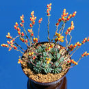 Egrow 20Pcs/Pack Cactus Seeds Cactus Rebutia Variety Flowering Color Cacti Rare Cactus Garden Office Mini Succulent Plant