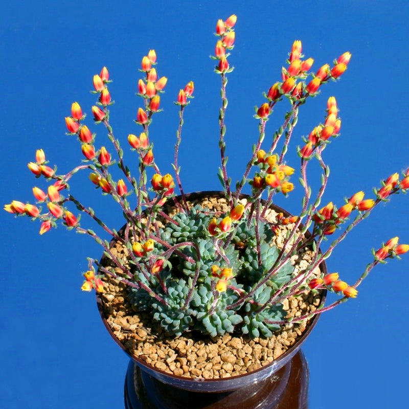 Egrow 20Pcs/Pack Cactus Seeds Cactus Rebutia Variety Flowering Color Cacti Rare Cactus Garden Office Mini Succulent Plant
