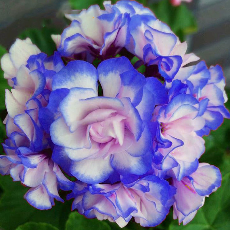 Egrow 50Pcs/Bag Geranium Seeds Appleblossom Rosebud Pelargonium Perennial Garden Flower Seeds