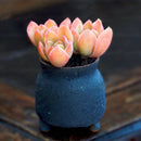 Egrow 100 Pcs/Pack Red Succulent Seeds Home Garden DIY Potted Flower Seed Ornamental Plants