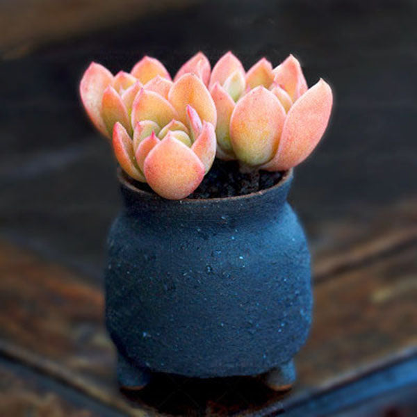 Egrow 100 Pcs/Pack Red Succulent Seeds Home Garden DIY Potted Flower Seed Ornamental Plants