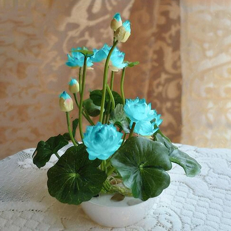 Egrow 5Pcs Lotus Seeds Blue Green Bowl Lotus Water Lily Seeds Rare Aquatic Flower Plant Seed