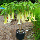 Egrow 50Pcs/Bag Brugmansia Seeds Angel Trumpet Yellow Brugmansia Seeds Huge Fragrant Trumpet Flowers