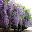 10Pcs Purple Wisteria Flower Seeds Wisteria Sinensis For DIY Home Garden Plant