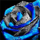 Egrow 100 Pcs Rose Bonsai Seeds Garden Potted Flower Seed Mixed Color Garden Planting