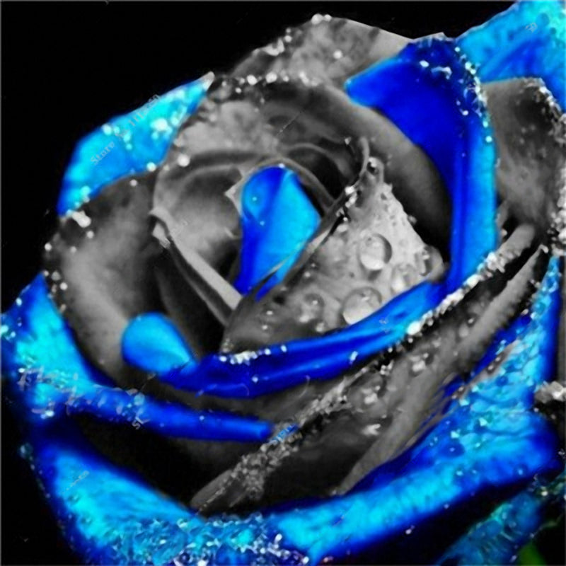 Egrow 100 Pcs Rose Bonsai Seeds Garden Potted Flower Seed Mixed Color Garden Planting