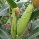 Egrow 30Pcs/Pack Yellow Corn Seeds Garden Farm Courtyard Planting Organic Fruit Vegetable Seeds