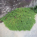 Egrow100Pcs/Bag Ground Cover Green Seeds Herniaria Glabra Seeds Grow in Poor Soil Lawn Carpet Seeds