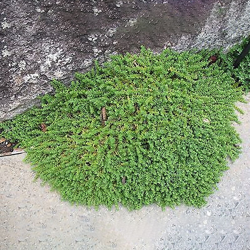 Egrow100Pcs/Bag Ground Cover Green Seeds Herniaria Glabra Seeds Grow in Poor Soil Lawn Carpet Seeds