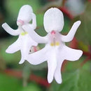 Egrow 50Pcs/Pack Impatiens Bequaertii Seeds Beautify Dancing Girl Orchid Flower Seeds