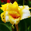 Egrow 10Pcs/Pack Canna Seeds Plants Indoor Outdoor Pot Flower Seed Home Garden Yard Bonsai