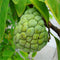 Egrow 5 Pcs/Pack Custard Apple Srikaya Seeds Bonsai Soursop Fruit Graviola Annona Muricata Plant Sweet Sop Fruit Sugar Apple Plant