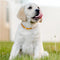Dog Collar Eliminating Flea Pet Dog Cat Anti Lice Plague Mosquito Insect Prevents Removing Oil Flea Repellent From Xiaomi Youpin