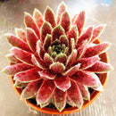 Egrow 100Pcs/Bag Sempervivum Seeds Colorful Gardening Succulent Plant Flower Seed