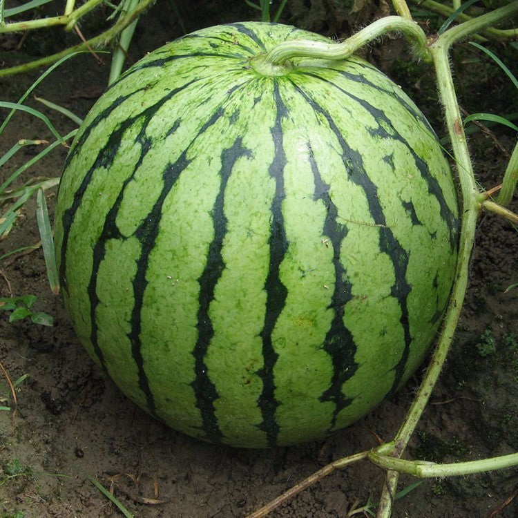 20Pcs Watermelon Multi-color Flesh Magic Garden Seeds Summer Cool Fruit Garden Farm Landscape