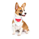 Pet Dog Cotton Personalized Collar Summer Winter Pet Bids Puppy Watermelon Collar