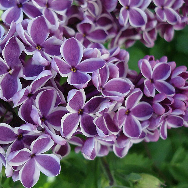 Egrow 100Pcs/Pack Japanese Lilac Clove Seeds Garden Perennial Flowers Aromatic Bonsai Plants Seeds