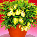 Egrow 100 Pcs/Pack Sweet Melon Seeds Rare Melon Fruit Plant Seeds Garden Yard Balcony Vegetable Seed