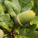 Egrow10Pcs/Bag Oak Seeds American Tree Vitality Long Ancient Species Outdoor Rare Fruit Plant Seeds