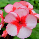 Egrow 100 PCS Geranium Seeds Rare Bonsai Flower Seeds Home Garden Perennial Potted Plant