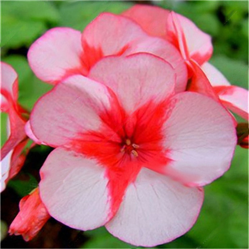 Egrow 100 PCS Geranium Seeds Rare Bonsai Flower Seeds Home Garden Perennial Potted Plant