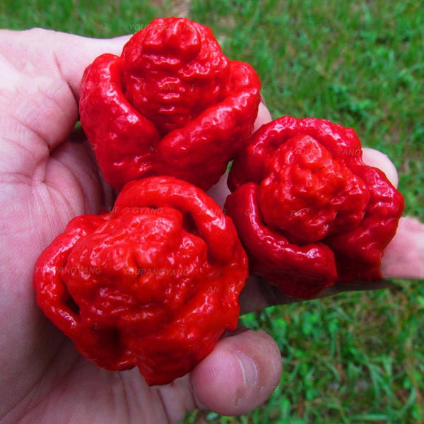 Egrow 50PCS/Pack Pepper Seeds Hottest Pepper Plants World Hottest Pepper Many Kind Of Rare Chili Pepper Plants Home Garden