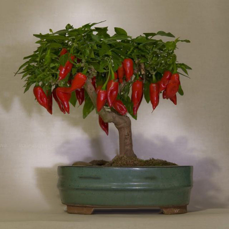 Egrow 100PCS/Pack Pepper Seeds Hot Chilli Pepper Capsicum Vegetable Bonsai Plants Garden Plantas