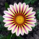Egrow 200Pcs/Bag Gazania Seeds Semillas Gazania Splendens Chrysanthemum Seeds Garden Flowers Seeds