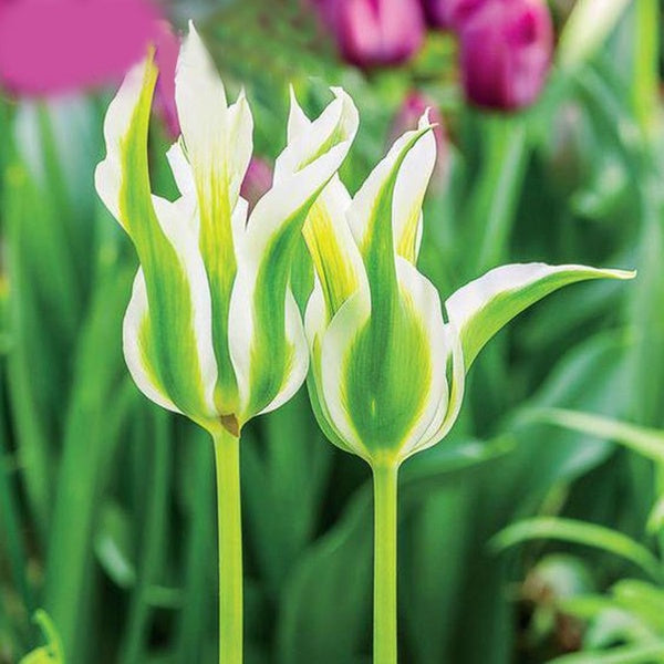 Egrow 50Pcs/Pack Colorful Tulip Seeds Garden Perennial Potted Tulip Flower Plants
