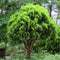 Egrow 60 Pcs/Pack Platycladus Seeds Platycladus Orientalis Tree Home Garden Decoration Plant