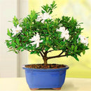 Egrow 100Pcs/Pack Gardenia Seeds DIY Home Garden Potted Bonsai Amazing Smell & Beautiful Flowers Plant for Room