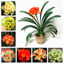 Egrow 100 Pcs/Pack Potted Clivia Seeds China Clivia Potted Flowers Seedling Outdoor Bonsai Balcony Flower