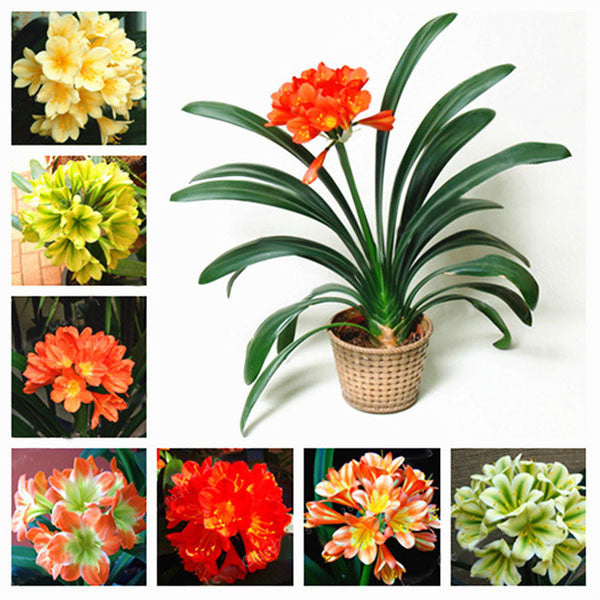 Egrow 100 Pcs/Pack Potted Clivia Seeds China Clivia Potted Flowers Seedling Outdoor Bonsai Balcony Flower