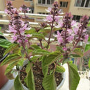 Egrow 100Pcs/Pack Basil Seeds Basil Bonsai Garden Seeds Home And Garden Plants