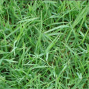 Egrow 500 Pcs/Pack Cynodon Dactylon Grass Seeds Cynodon Dactylon Grass Semente Plant Garden Lawn Grass Cynodon