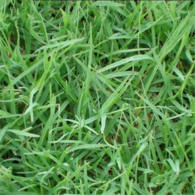 Egrow 500 Pcs/Pack Cynodon Dactylon Grass Seeds Cynodon Dactylon Grass Semente Plant Garden Lawn Grass Cynodon