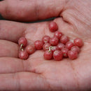 Egrow 20 Pcs/Pack Elaeagnus Umbellate Tree Seeds  Elaeagnus Umbellate Semente Plant Autumn Elaeagnus Tree