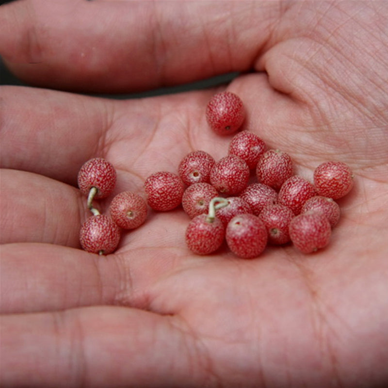 Egrow 20 Pcs/Pack Elaeagnus Umbellate Tree Seeds  Elaeagnus Umbellate Semente Plant Autumn Elaeagnus Tree