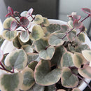 Egrow 100Pcs/Bag Ceropegia Succulent Seeds Garden Indoor Rare Flower Bonsai Plant Seed