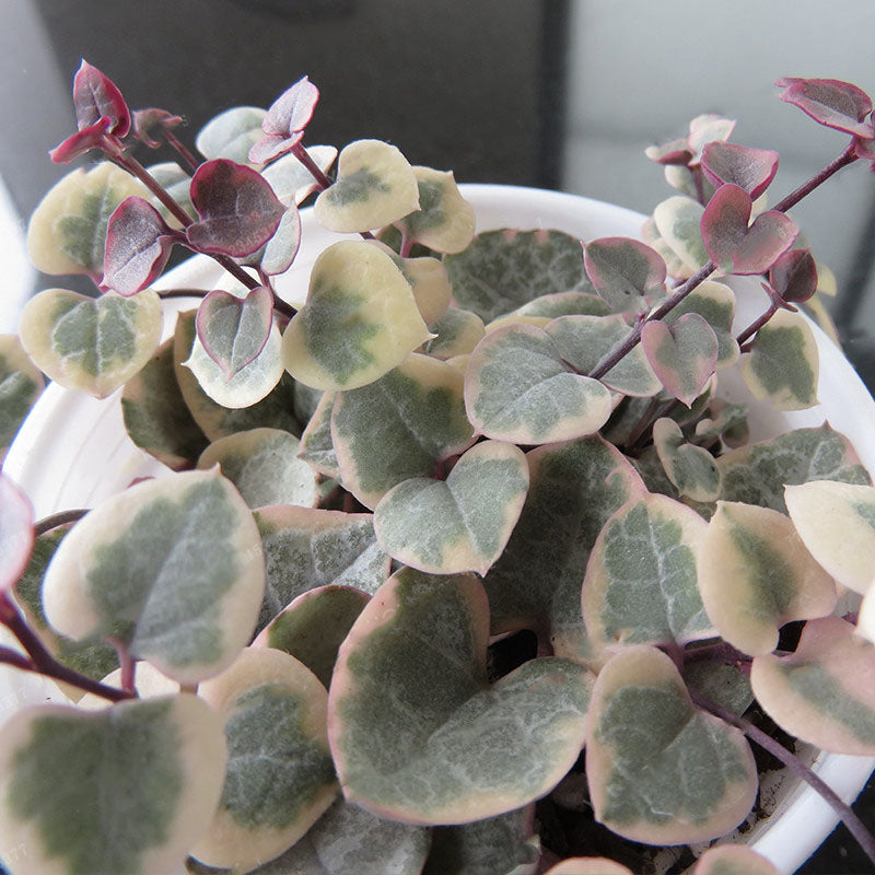 Egrow 100Pcs/Bag Ceropegia Succulent Seeds Garden Indoor Rare Flower Bonsai Plant Seed