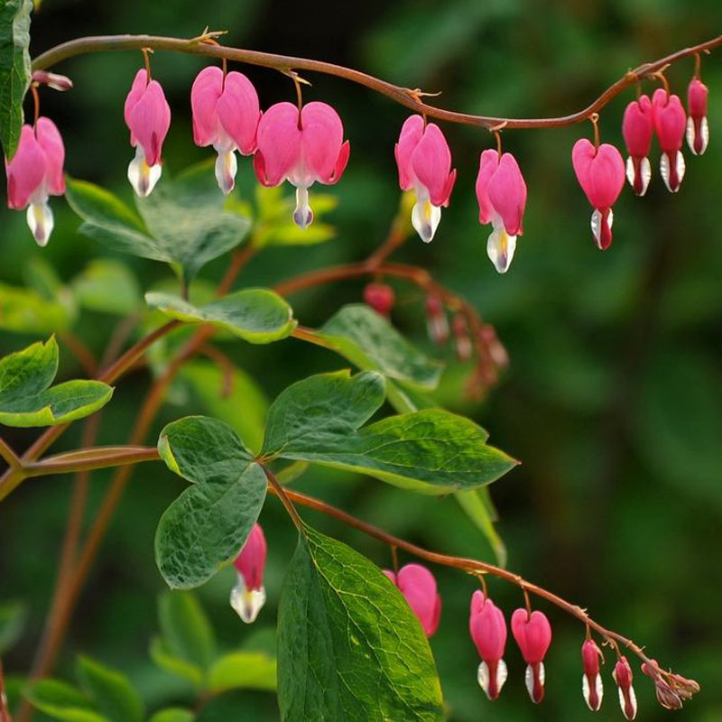 Egrow 10Pcs Dicentra Spectabilis Seeds Bleeding Heart Garden Plant Heart-Shaped Flowers