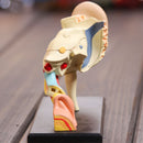 4D Vision Human Ear Anatomy Model Anatomical Medical Learn Study Equipment