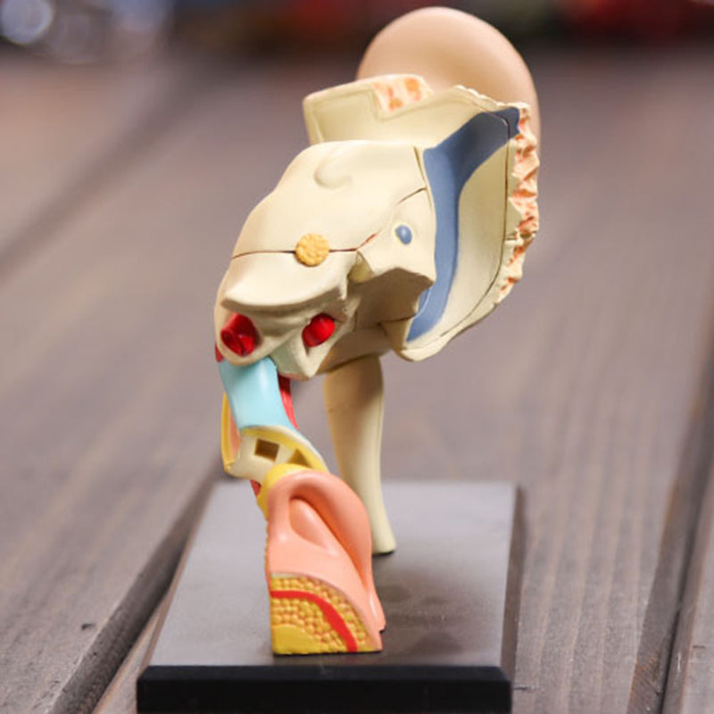 4D Vision Human Ear Anatomy Model Anatomical Medical Learn Study Equipment