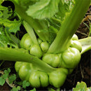 Egrow 100 Pcs/Pack Juncea Seeds Vegetable Mustard Brassica Juncea Vegetable Bonsai Seed Root Sprouts Plants For Home Garden