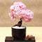 Egrow 50 Pcs/Pack Sakura Seeds Rare Sakura Cherry Blossom For Garden Flower Bonsai Tree Indoor Flowers Plants