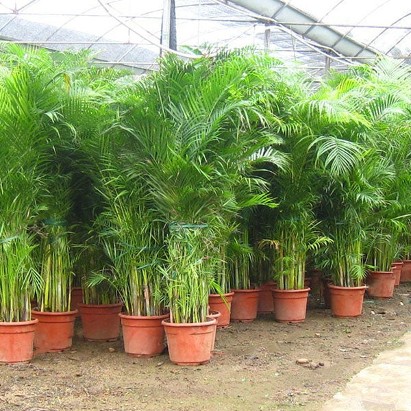 Egrow 5 Pcs/Pack Potted Bamboo Seeds Home Decoration Areca Palm Bonsai Butterfly Palm Plants Bonsai
